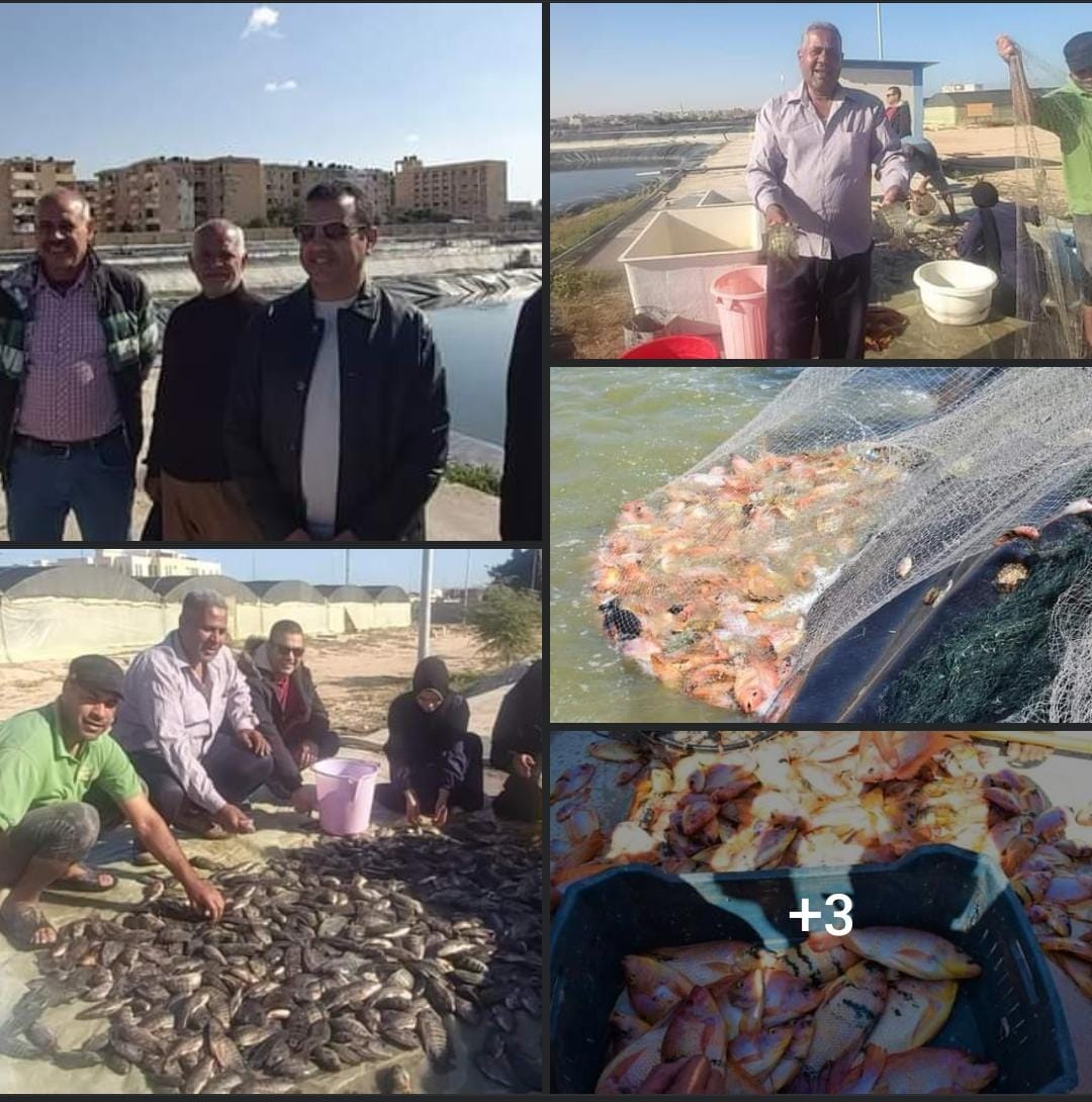●موسم حصاد جديد بمركز بحوث الاسماك بجامعة العريش وبشاير الخير لكل اهالى شمال سيناء●